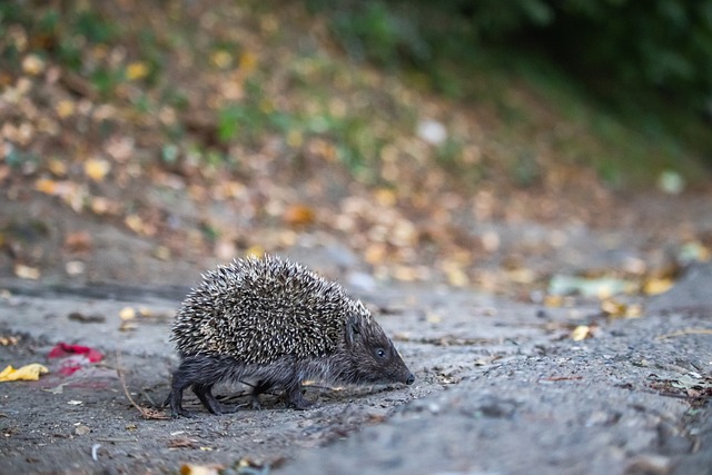 单骑破门 单骑破门
